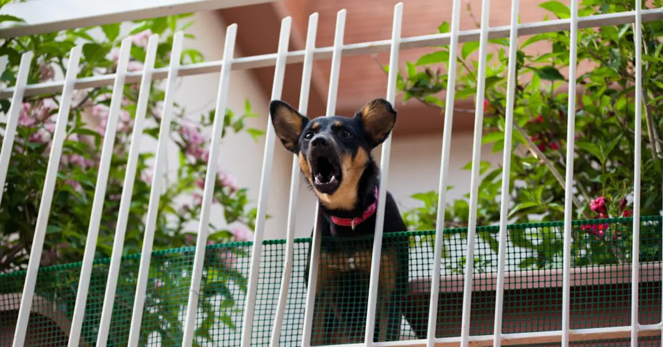 Quanto un cane può abbaiare in un condominio?