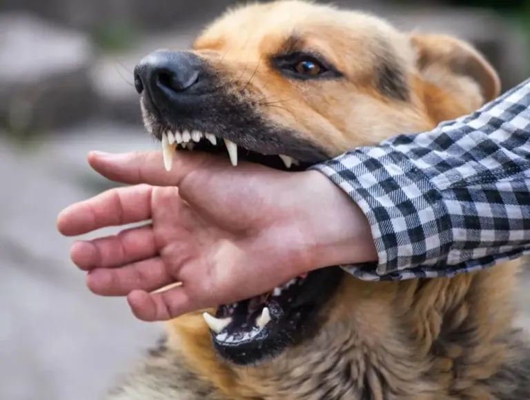Responsabilità civile e penale nella detenzione del cane: ciò che ogni proprietario deve sapere