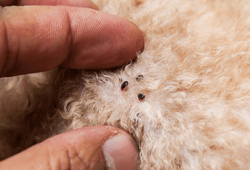 Antiparassitari per cani: naturali o chimici? Una guida per scegliere consapevolmente